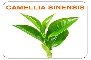 Tinh chất trà xanh - Camellia Sinensis Extract là gì? 1